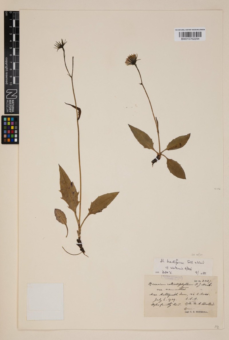 Hieracium hastiforme photo 4