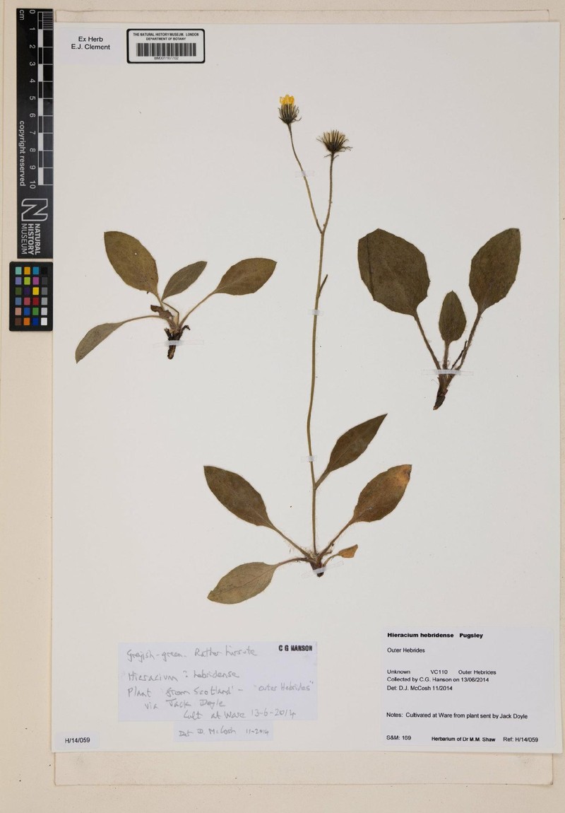 Hieracium hebridense