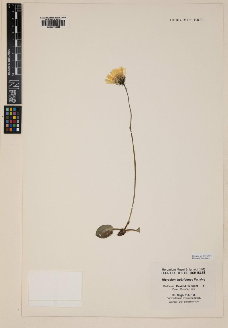 Hieracium hebridense photo 2