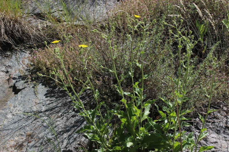 Hieracium hecatadenum