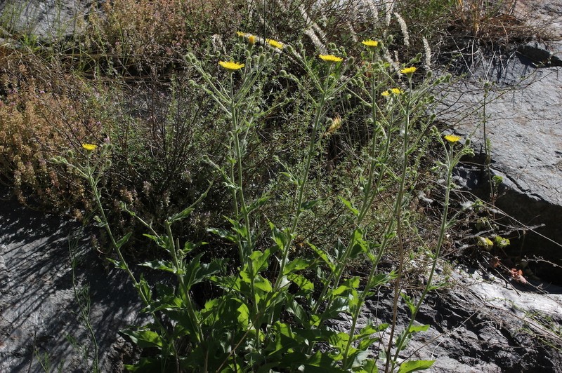 Hieracium hecatadenum photo 2
