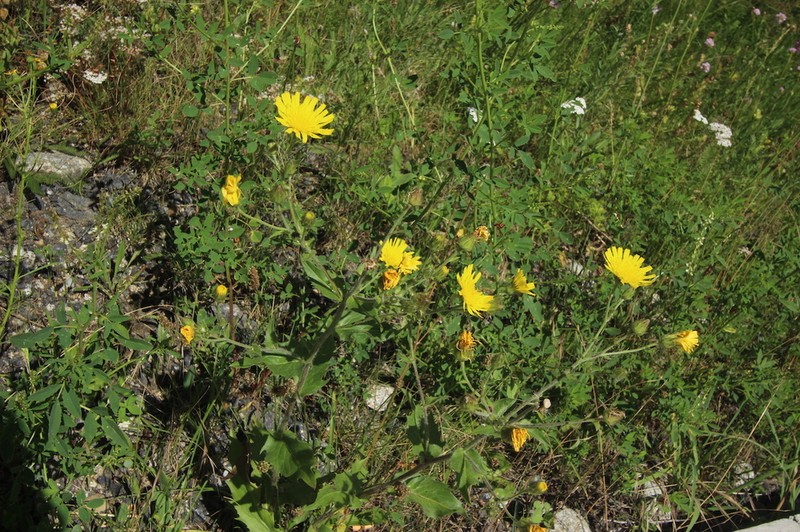 Hieracium hecatadenum photo 3