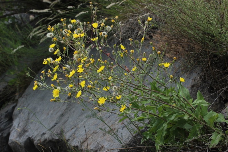 Hieracium hecatadenum photo 4