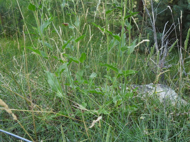 Hieracium hecatadenum photo 5