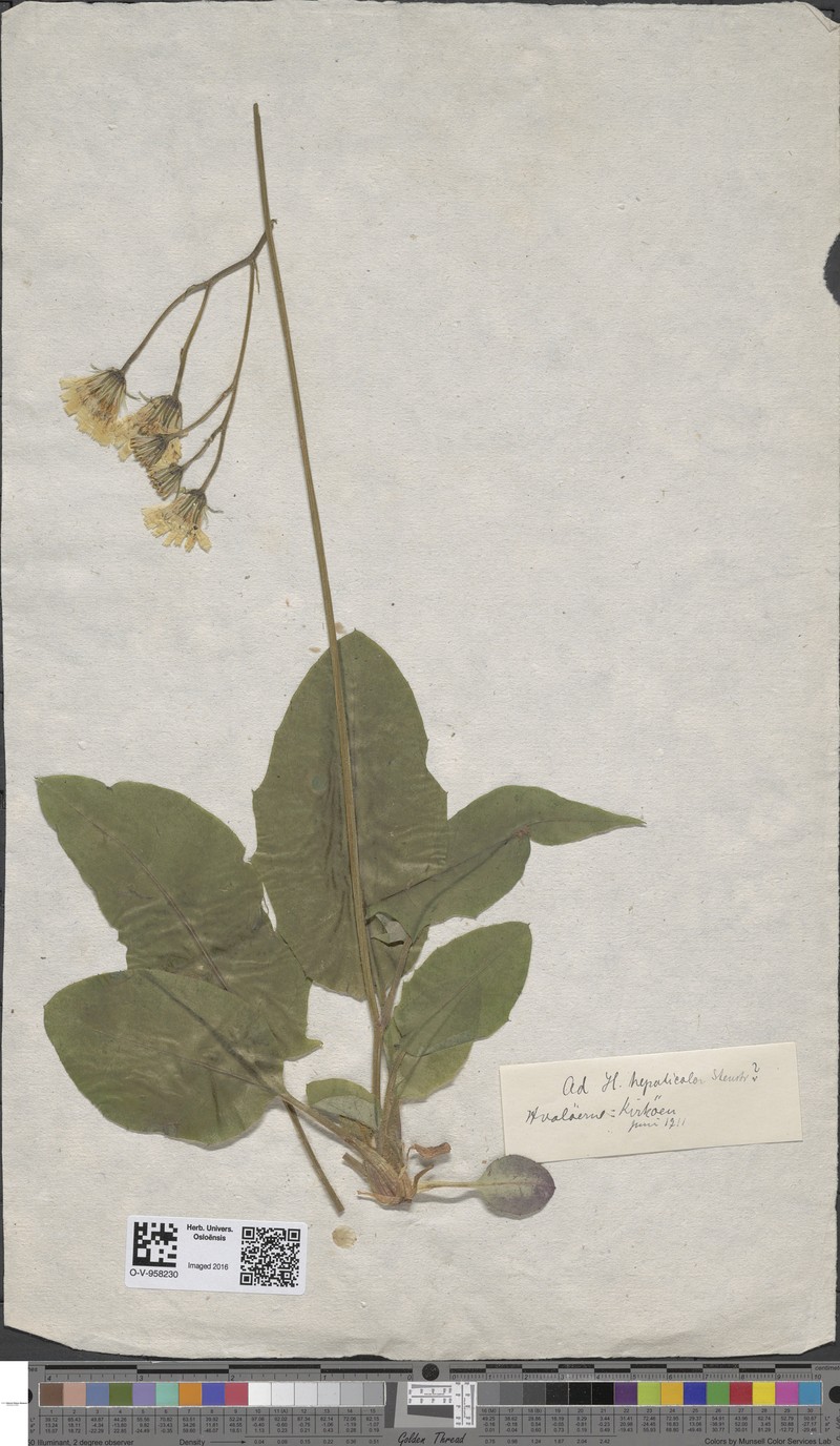 Hieracium hepaticolor