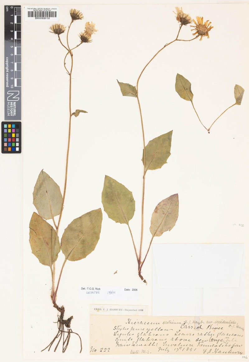 Hieracium hesperium