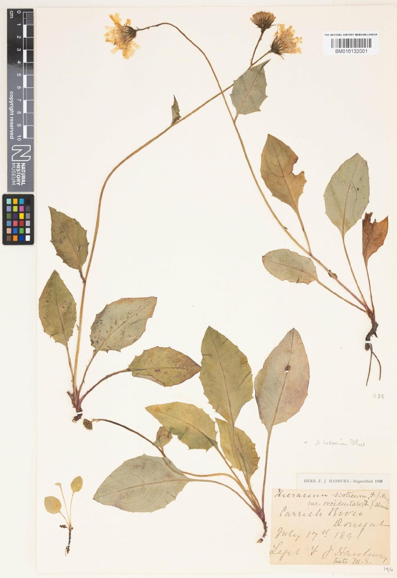 Hieracium hesperium photo 2