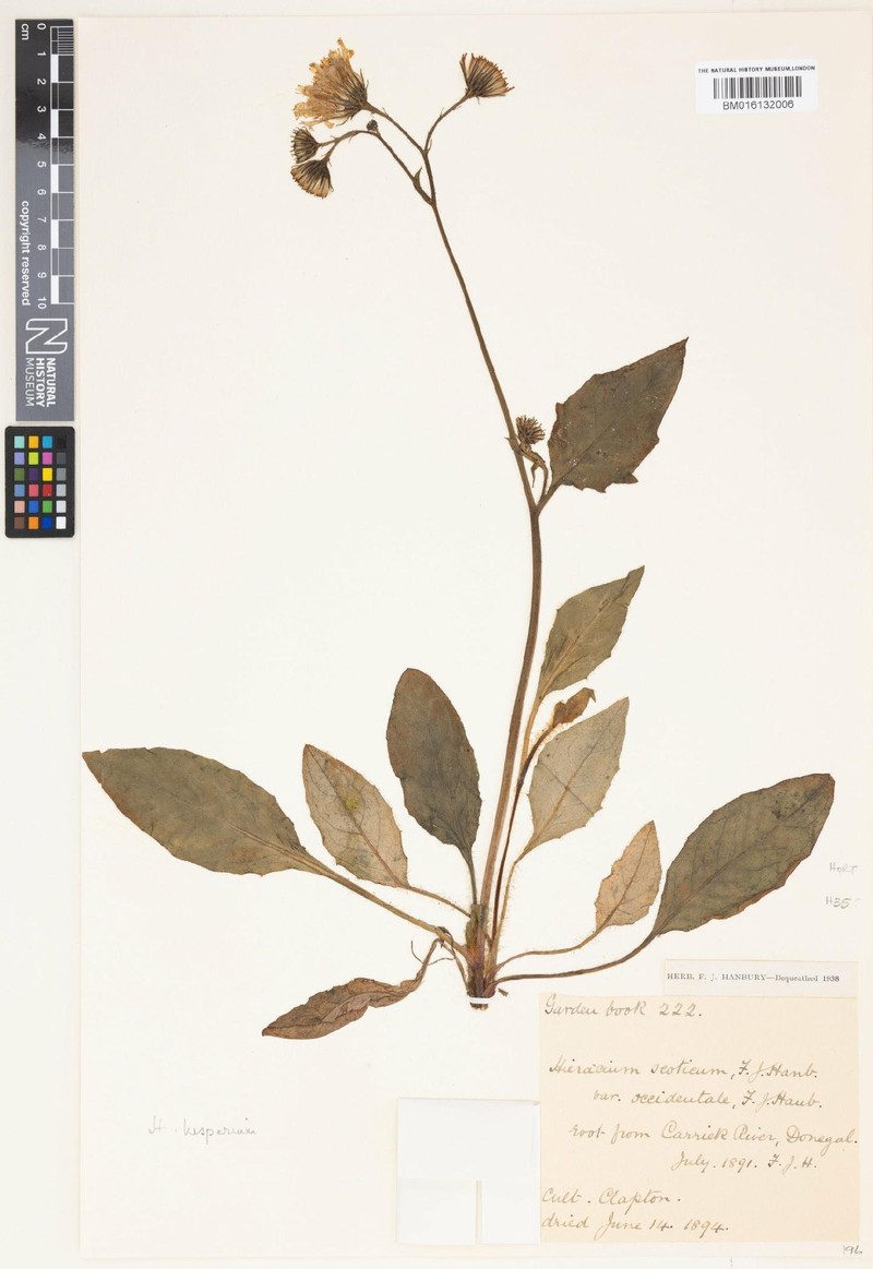 Hieracium hesperium photo 3