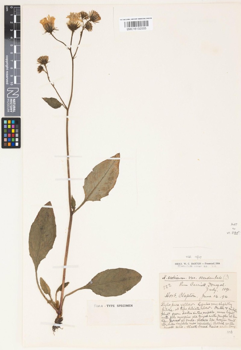 Hieracium hesperium photo 4