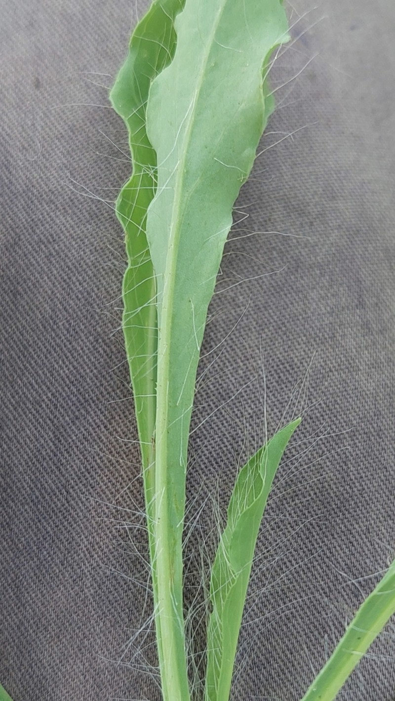Hieracium heterogynum