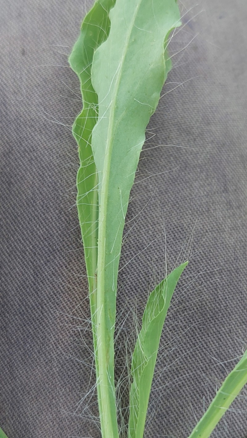 Hieracium heterogynum photo 2