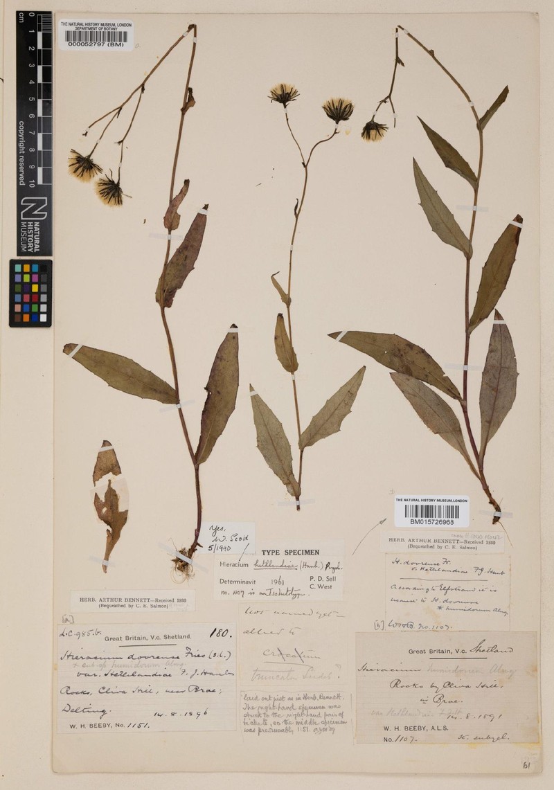 Hieracium hethlandiae