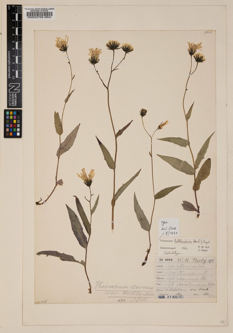 Hieracium hethlandiae photo 2