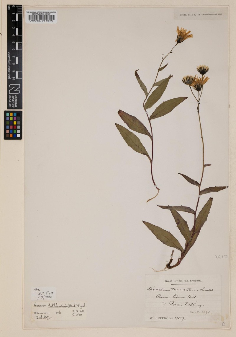Hieracium hethlandiae photo 3
