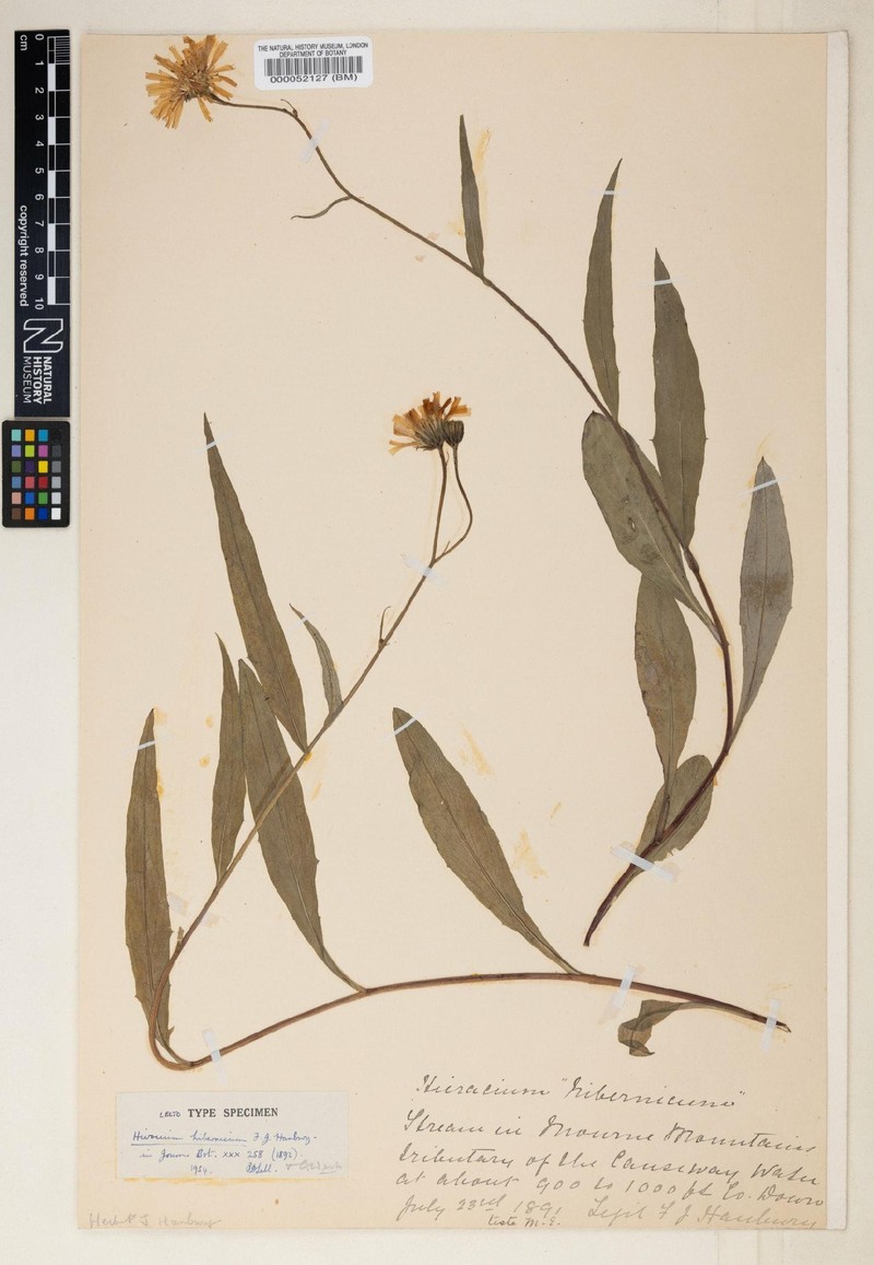 Hieracium hibernicum