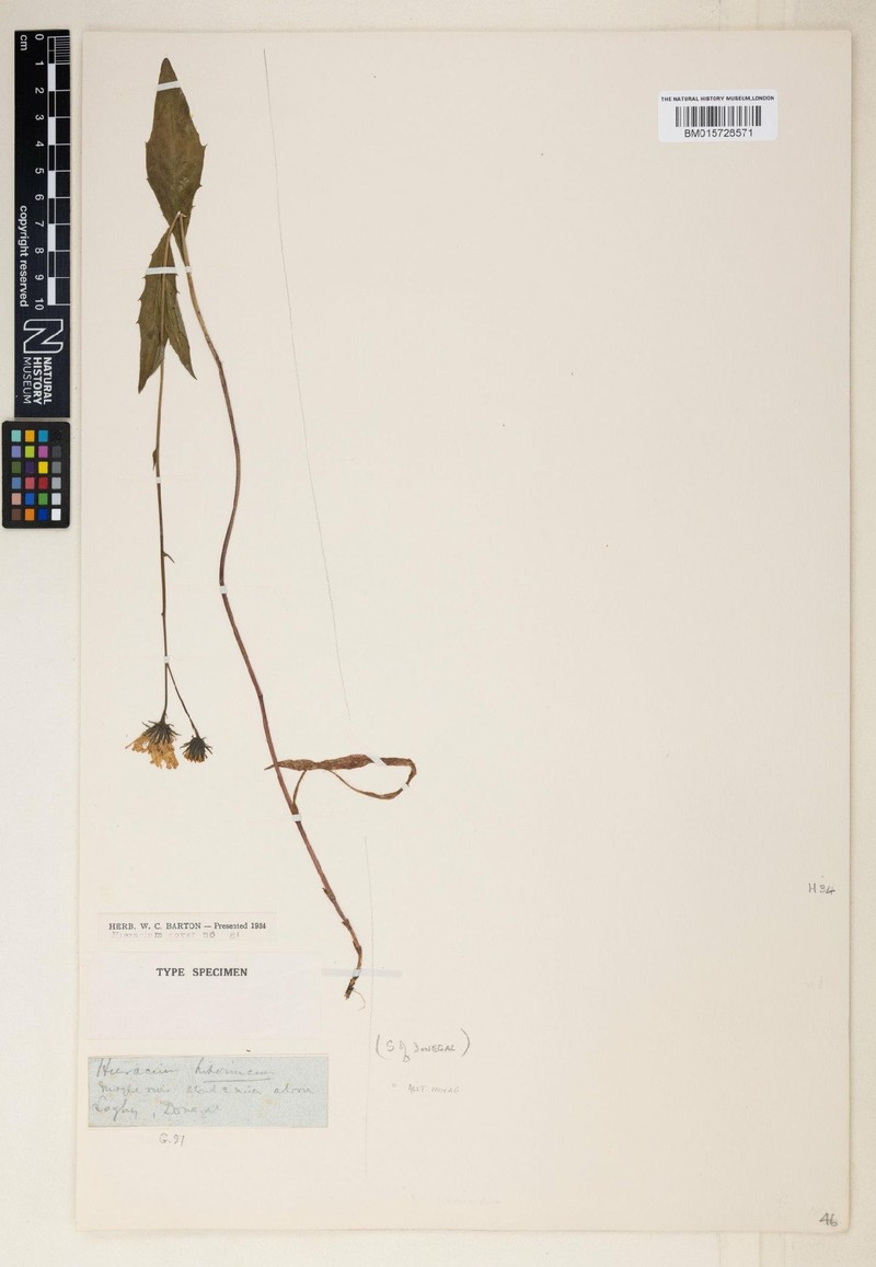 Hieracium hibernicum photo 2