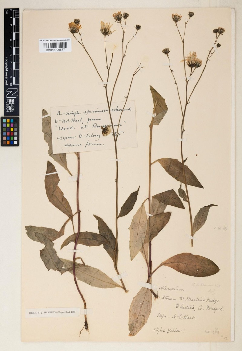 Hieracium hibernicum photo 3