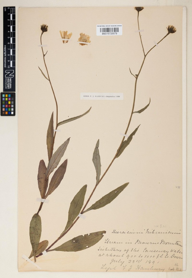 Hieracium hibernicum photo 4