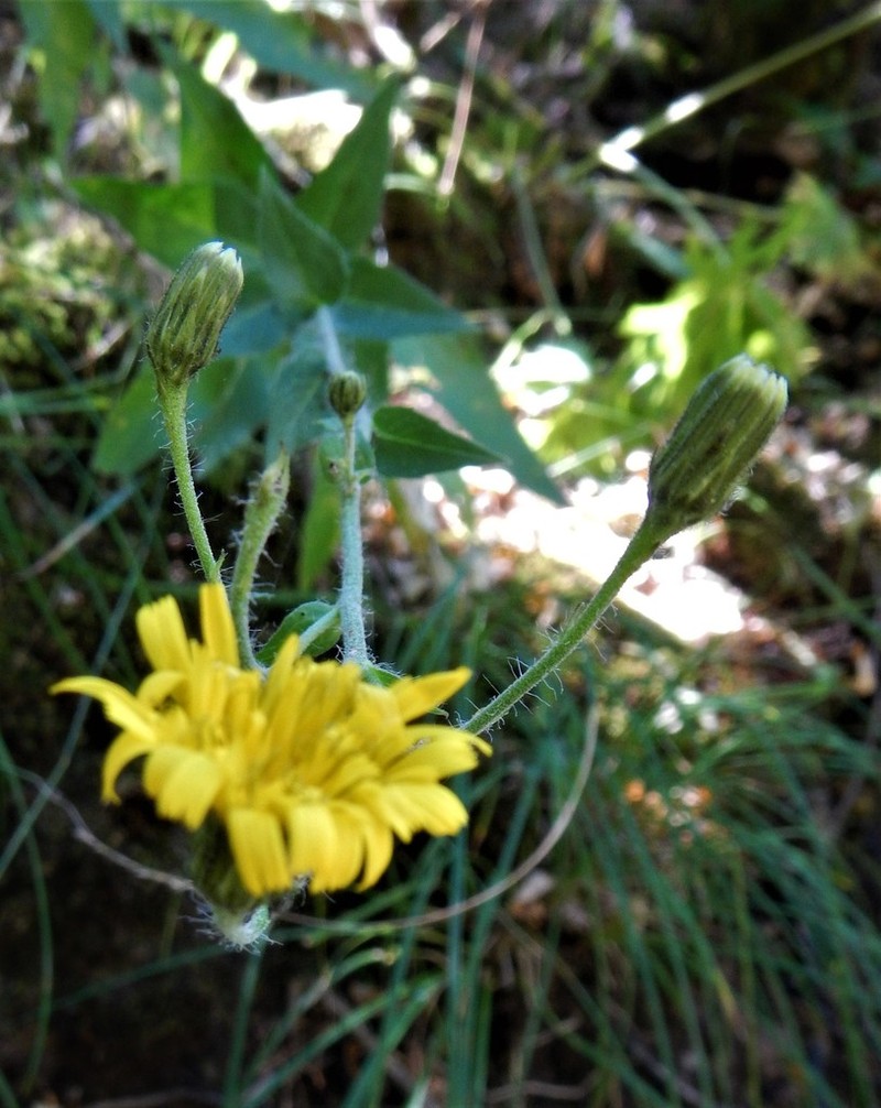 Hieracium hirsutum photo 2