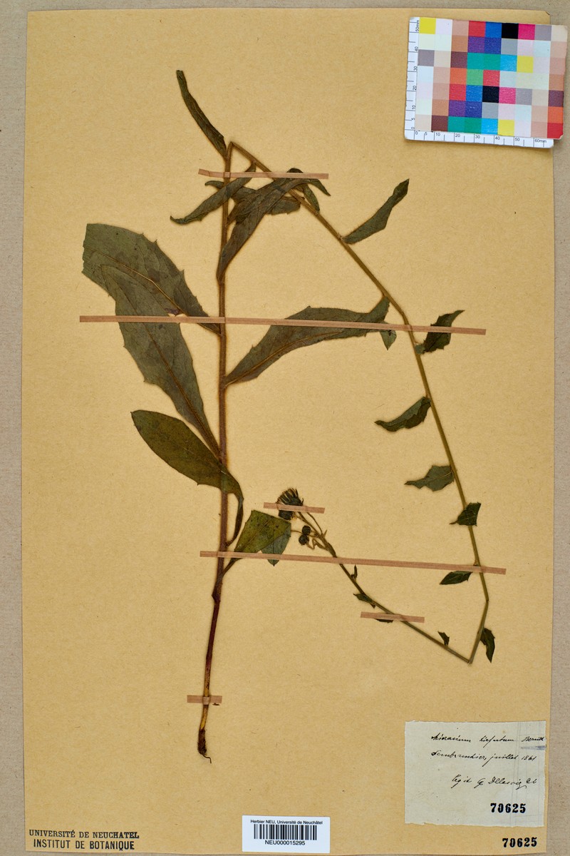 Hieracium hirsutum