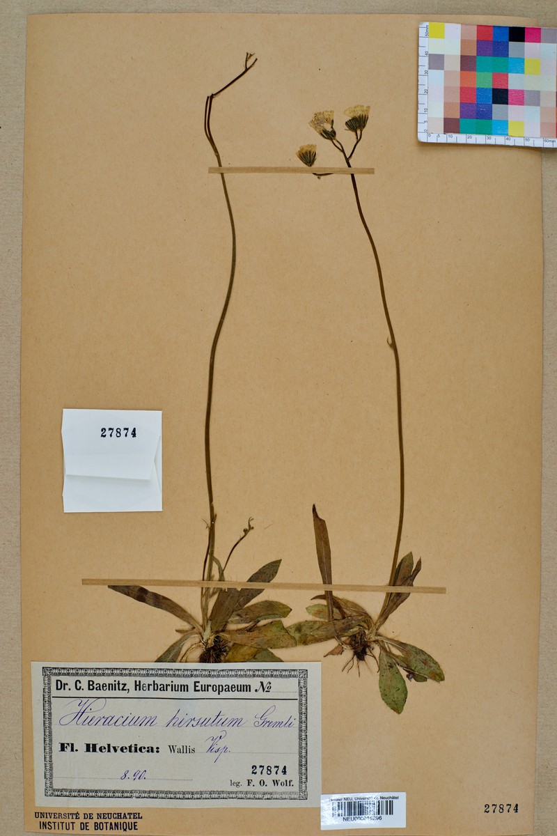 Hieracium hirsutum photo 4