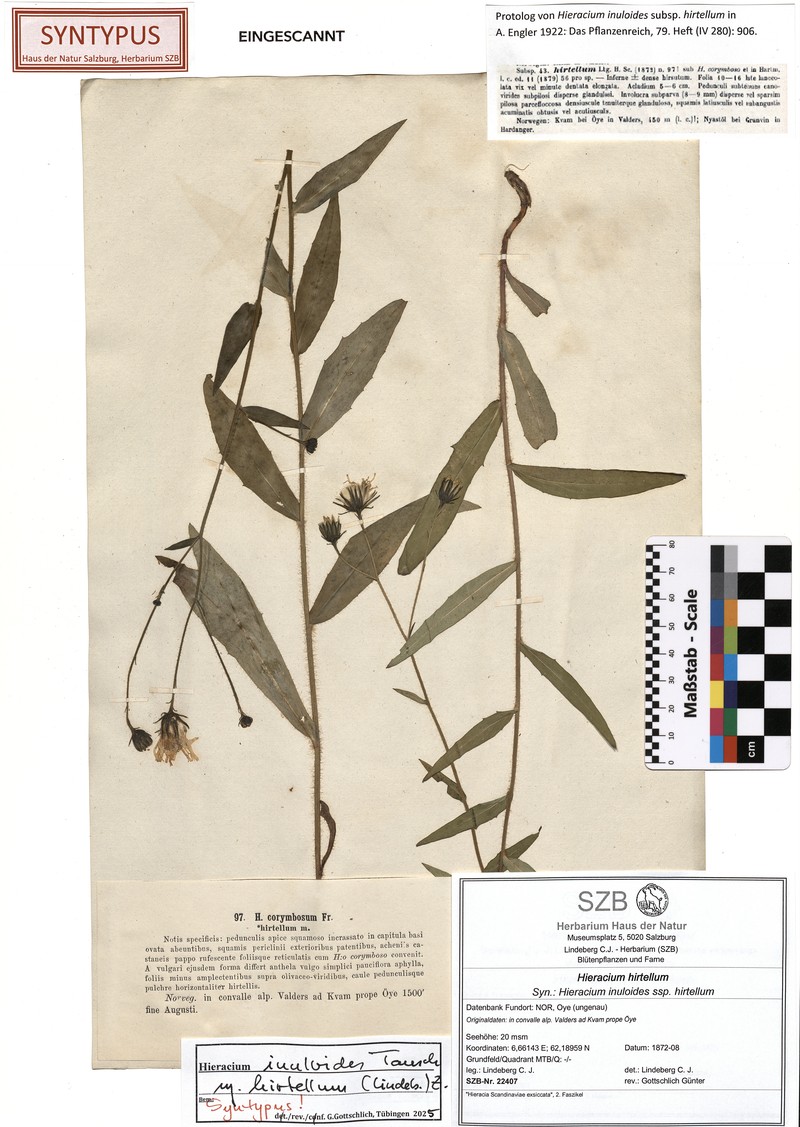 Hieracium hirtellum