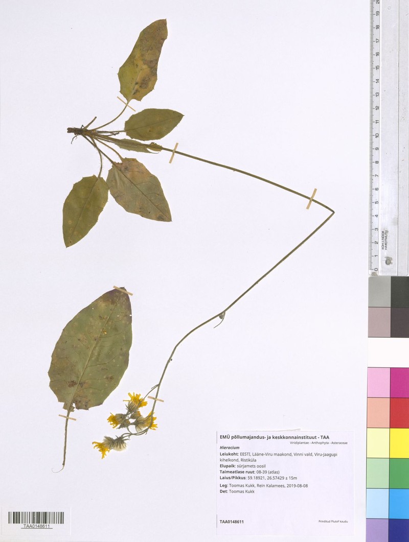 Hieracium hjeltii