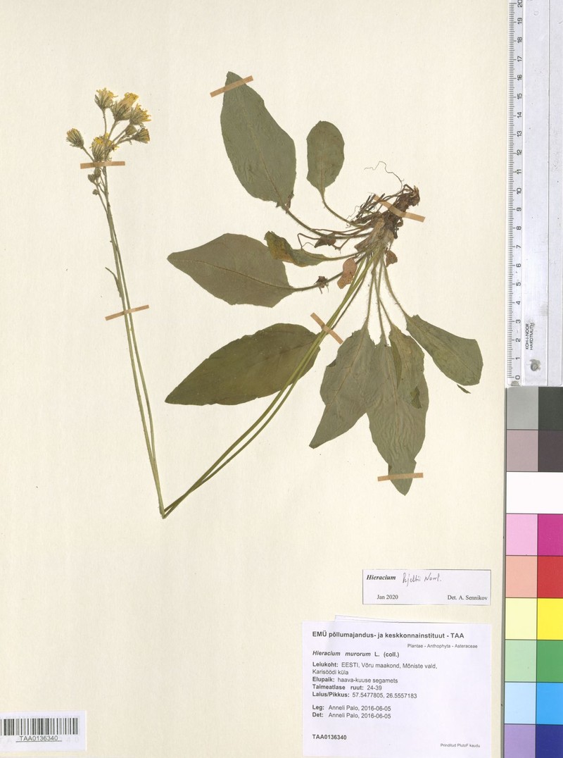 Hieracium hjeltii photo 3