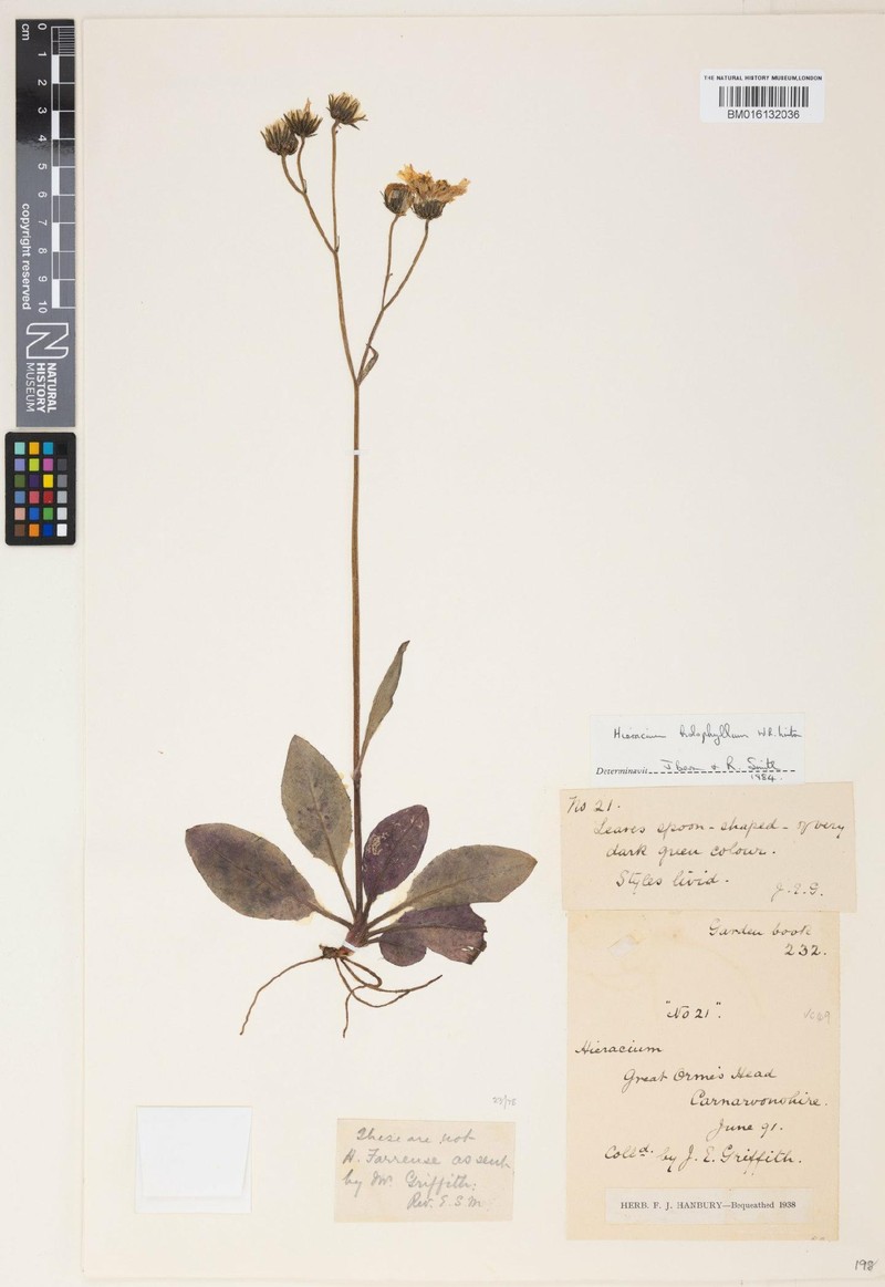 Hieracium holophyllum photo 2