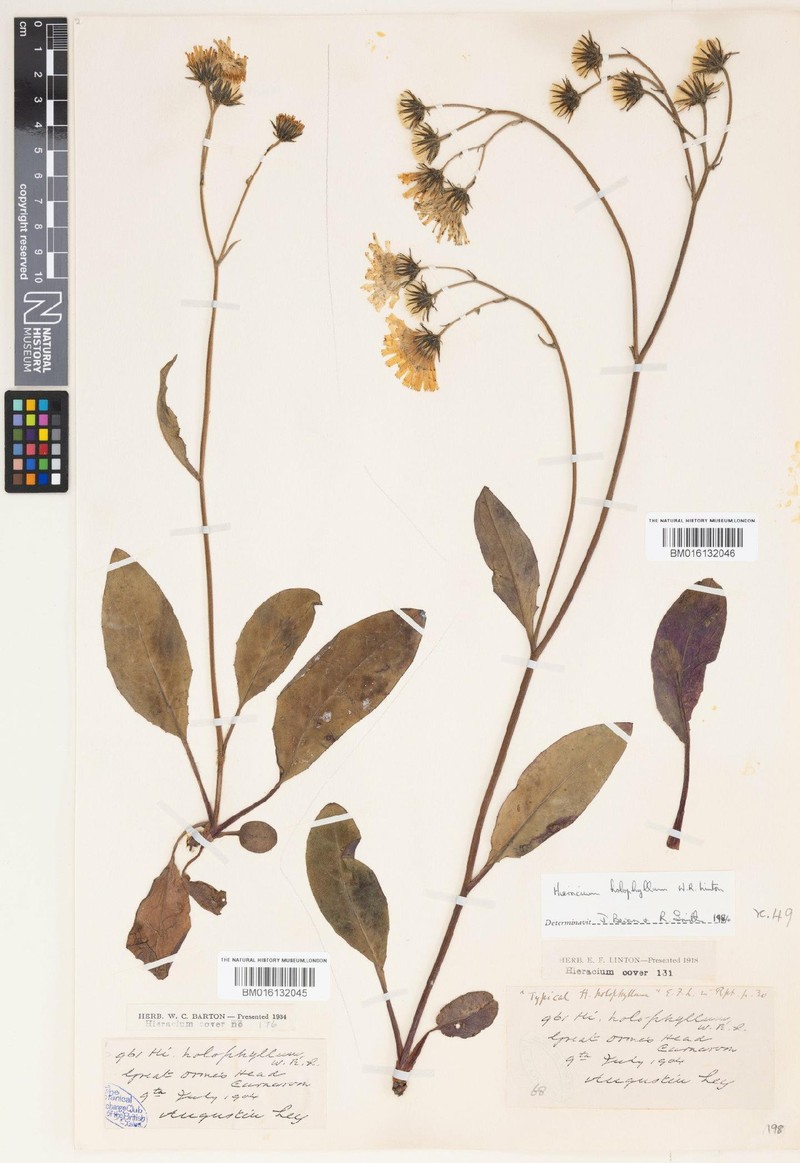 Hieracium holophyllum photo 3