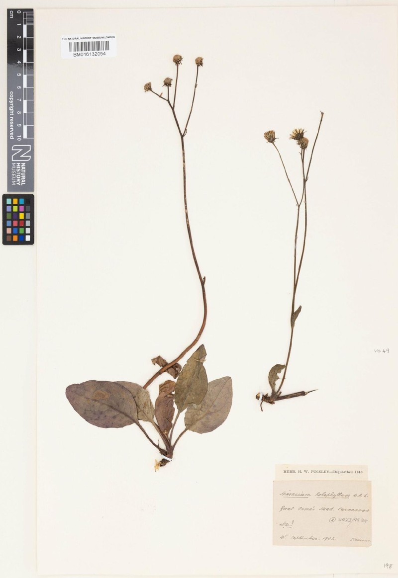 Hieracium holophyllum photo 4