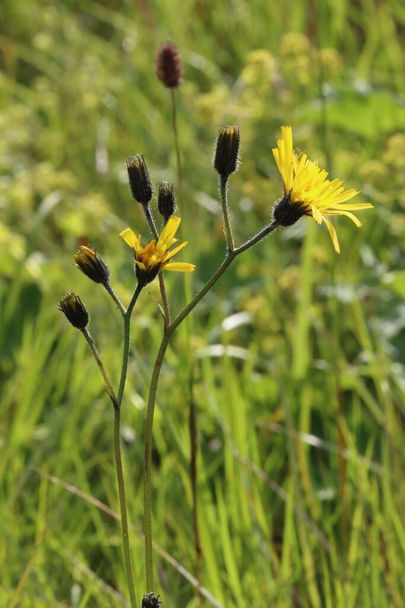 Hieracium holopleurum