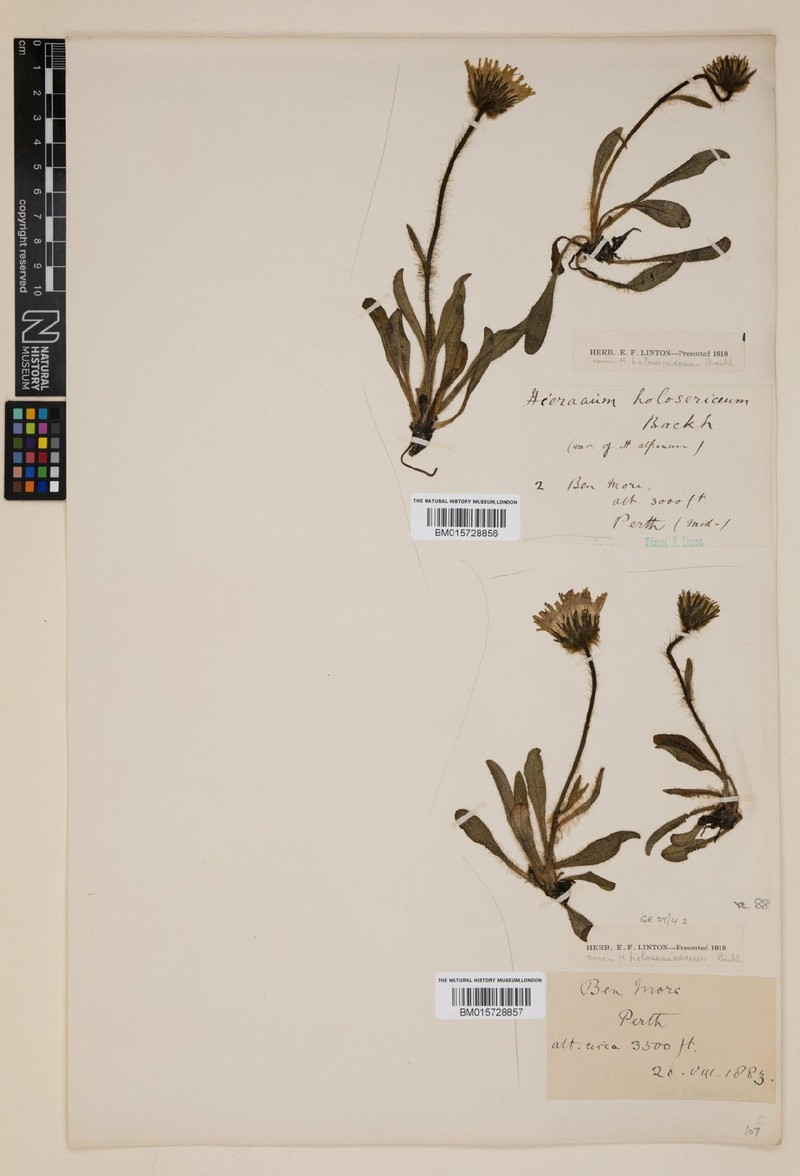 Hieracium holosericeum