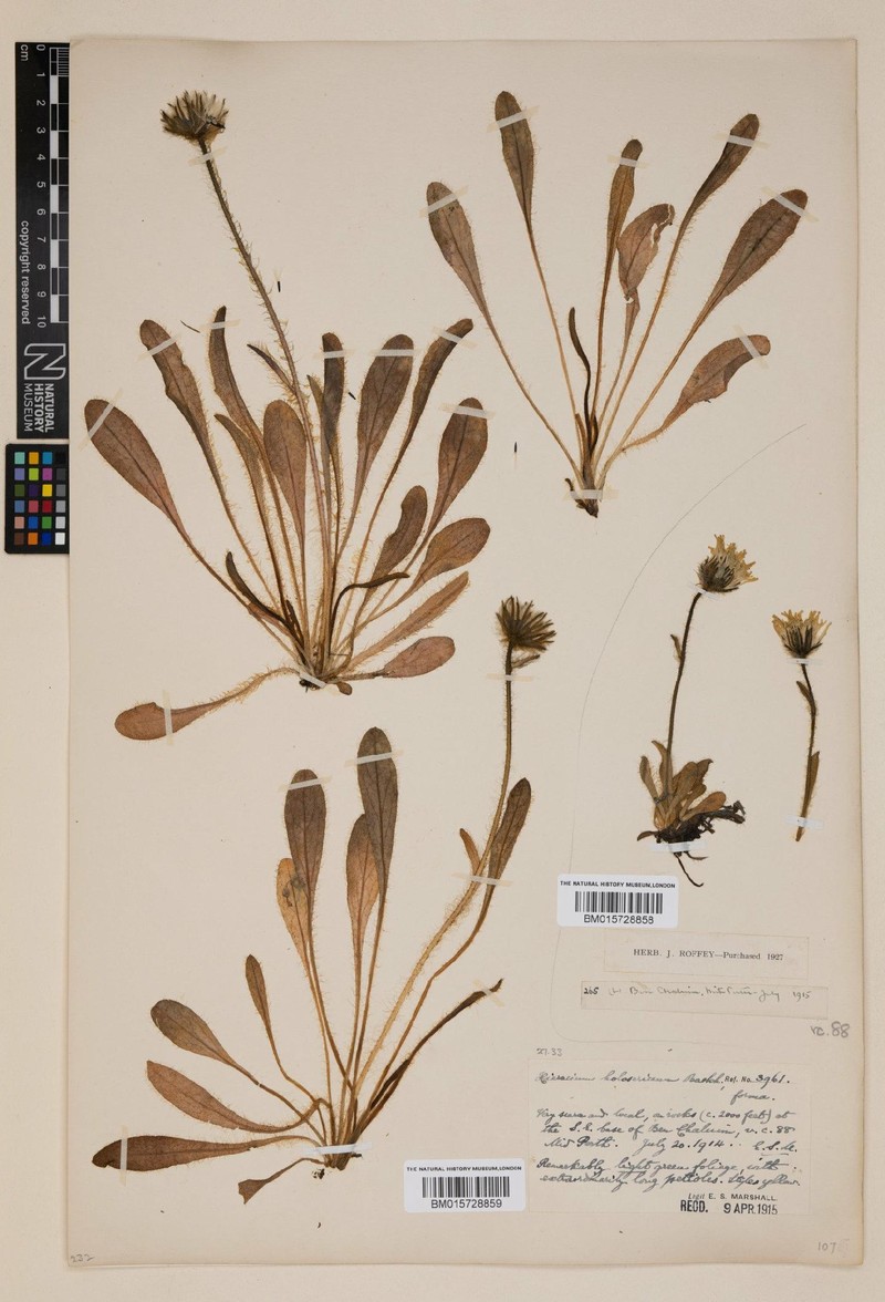 Hieracium holosericeum photo 2