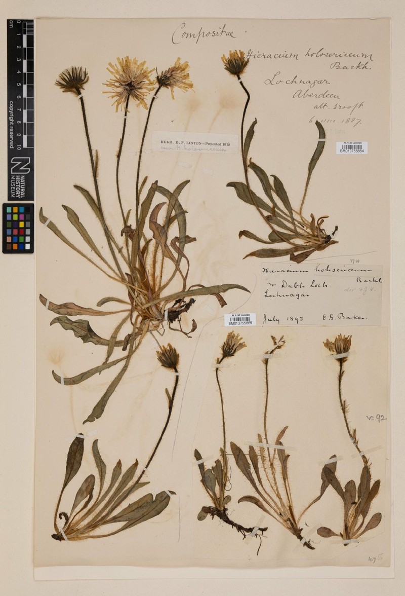 Hieracium holosericeum photo 3