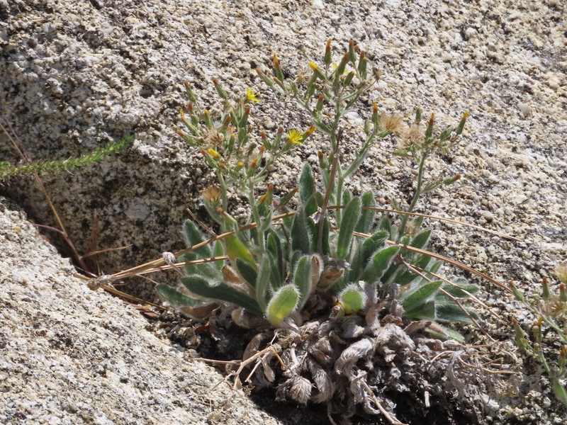 Prickly Hawkweed
