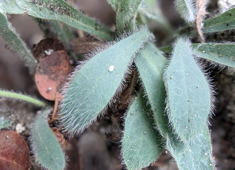 Prickly Hawkweed photo 2