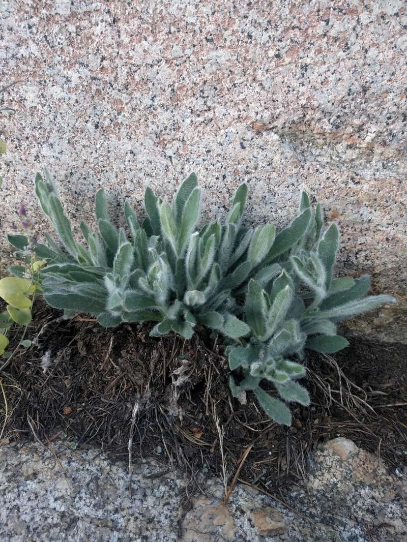 Prickly Hawkweed photo 3