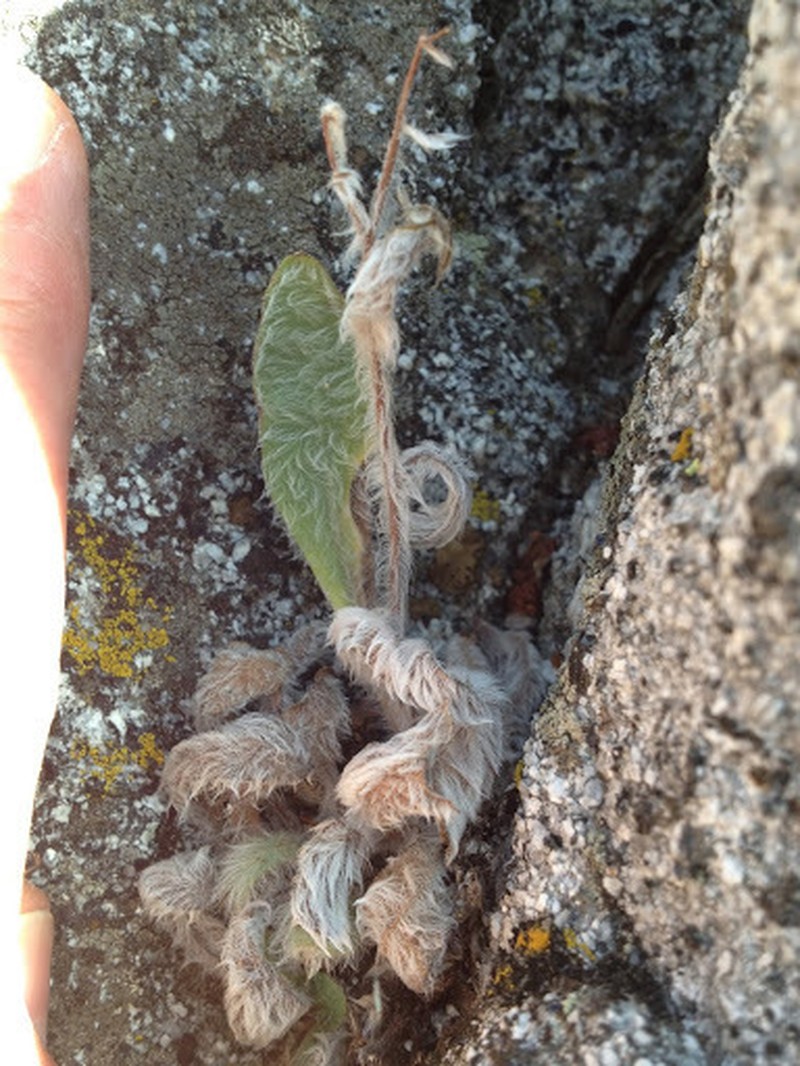 Prickly Hawkweed photo 4