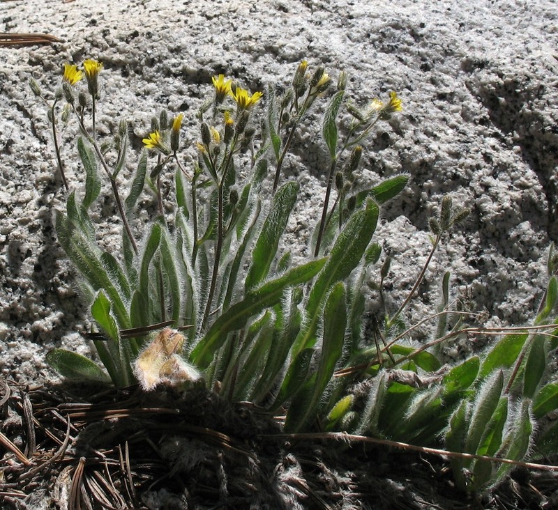 Prickly Hawkweed photo 5