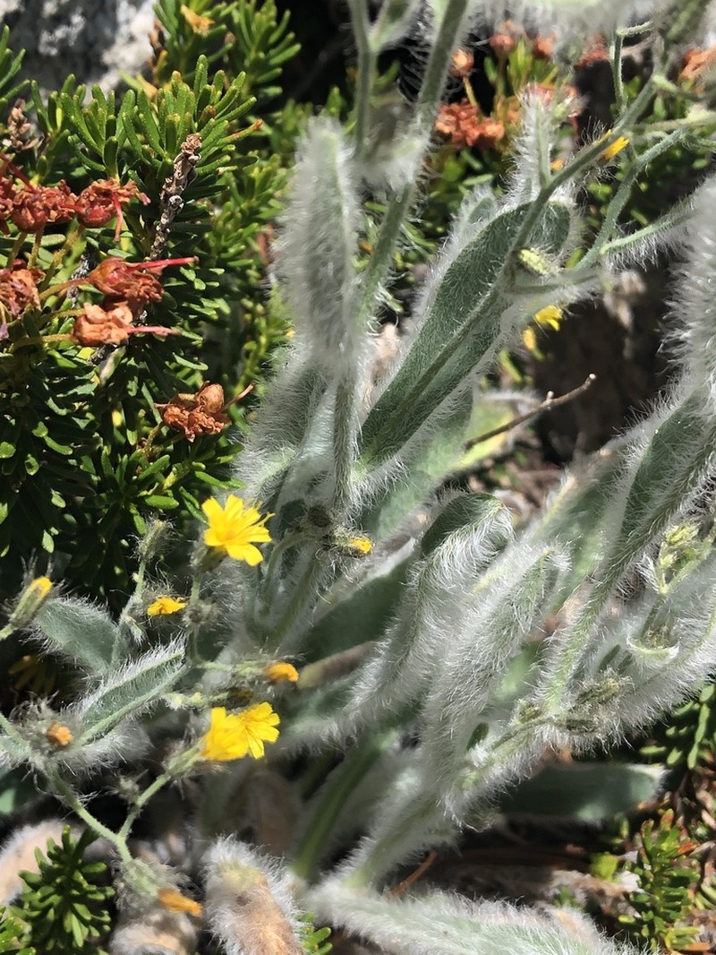 Prickly Hawkweed photo 6