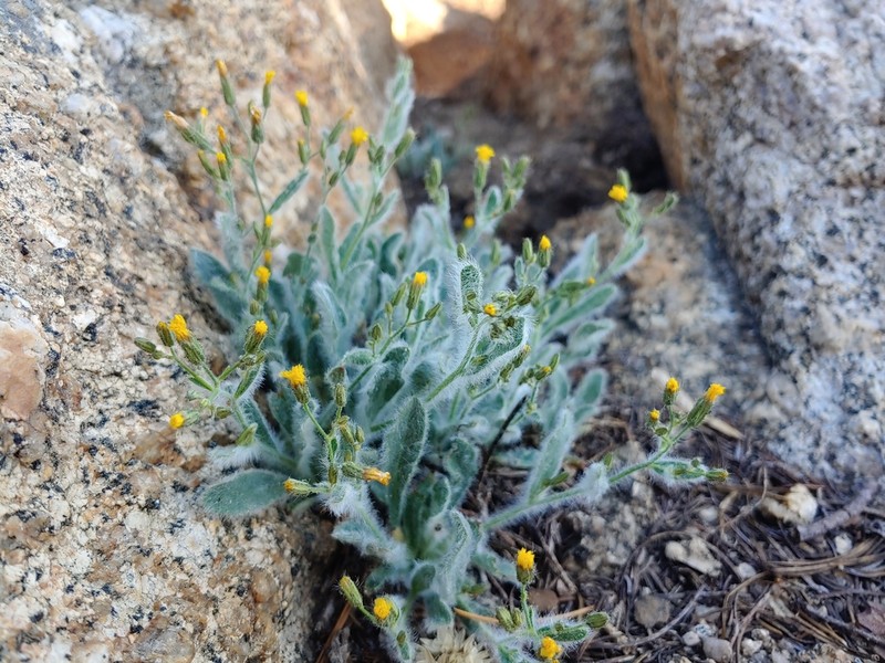 Prickly Hawkweed photo 7