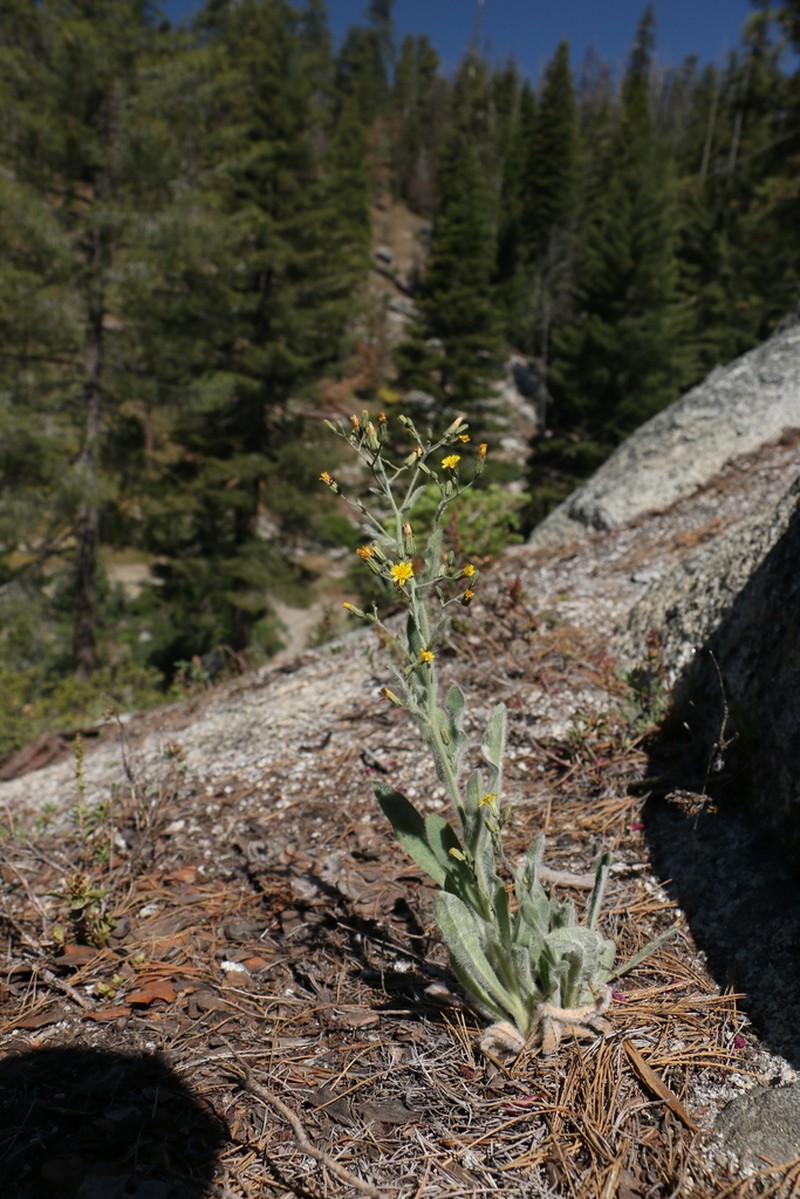 Prickly Hawkweed photo 8