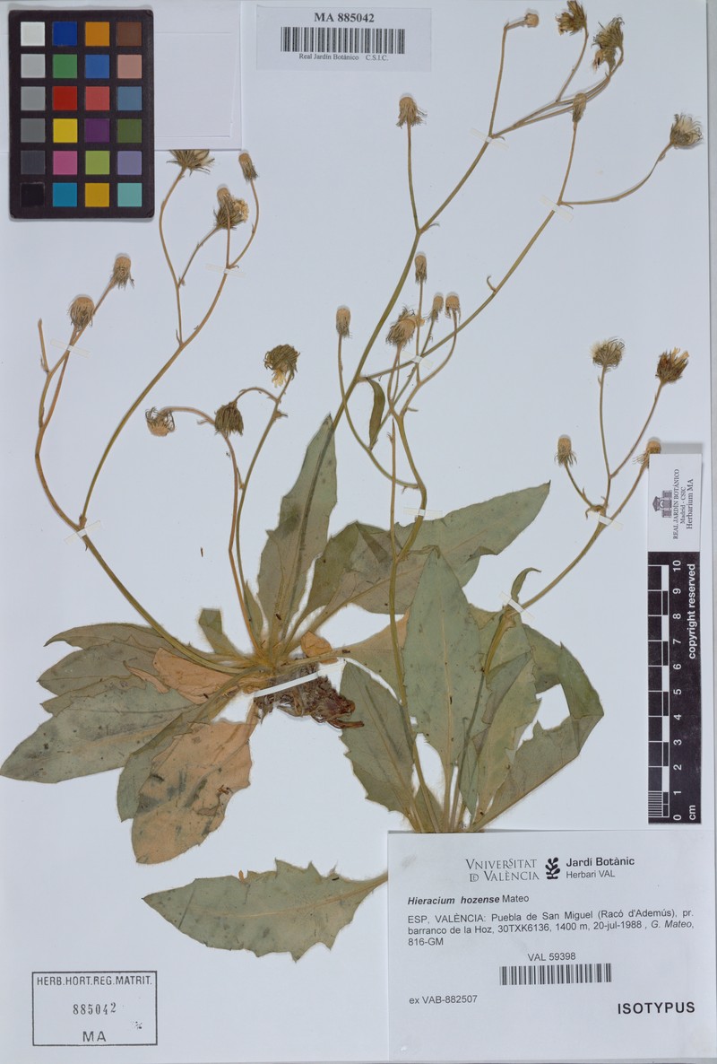Hieracium hozense