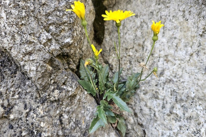 Hieracium humile