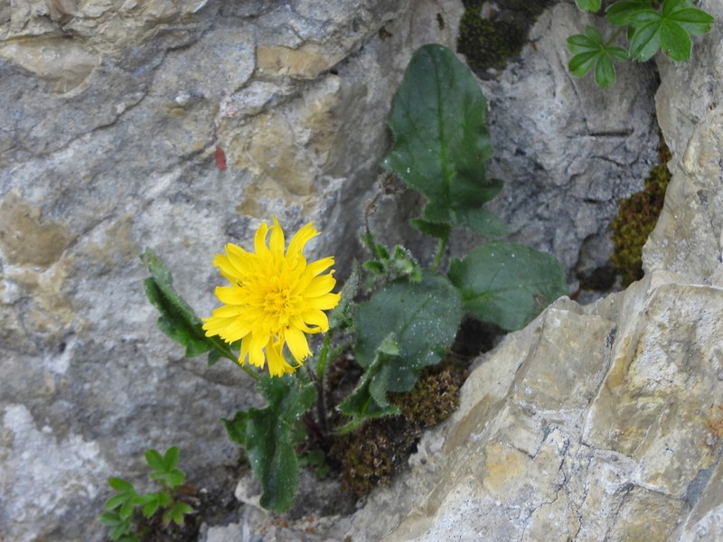 Hieracium humile photo 2