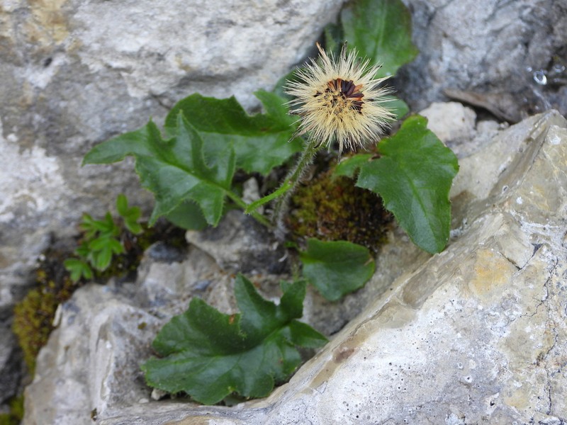 Hieracium humile photo 3