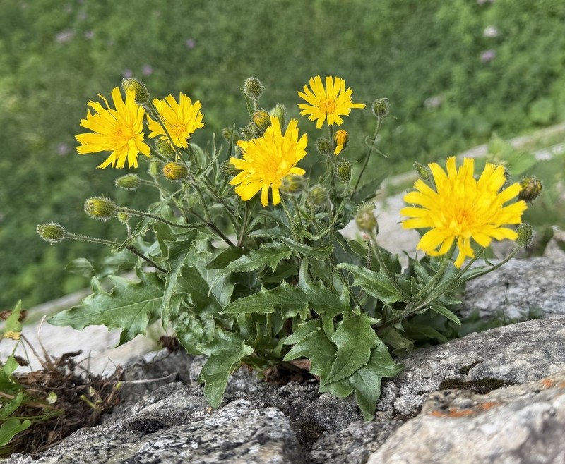 Hieracium humile photo 4