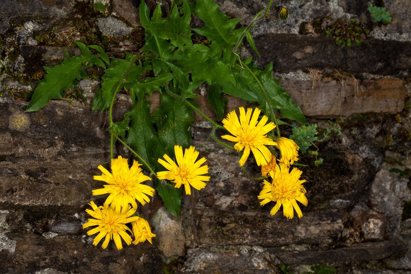 Hieracium humile photo 5