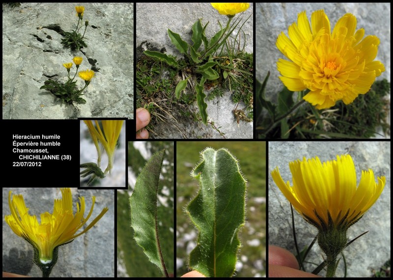 Hieracium humile photo 6